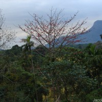 Bombax ceiba L.